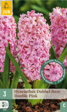 X   3 HYACINTHUS DUBBEL ROZE 15/16