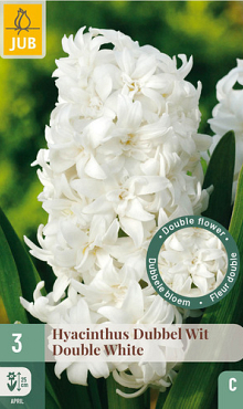 X   3 HYACINTHUS DUBBEL WIT 15/16