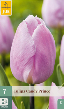 X   7 TULIPA CANDY PRINCE 11/12