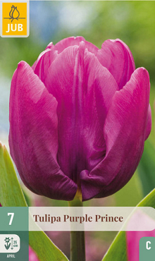 X   7 TULIPA PURPLE PRINCE 11/12