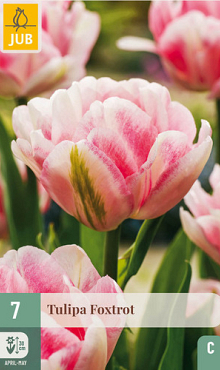X   7 TULIPA FOXTROT 11/12