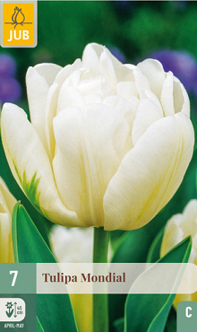 X   7 TULIPA MONDIAL 11/12