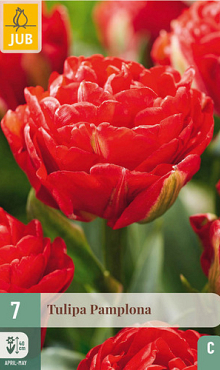 X   7 TULIPA PAMPLONA 11/12