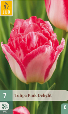X   7 TULIPA PINK DELIGHT 11/12