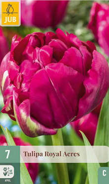X   7 TULIPA ROYAL ACRES 11/12