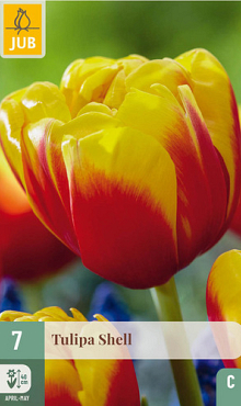 X   7 TULIPA SHELL 11/12