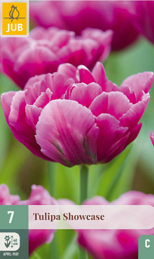 X   7 TULIPA SHOWCASE 11/12