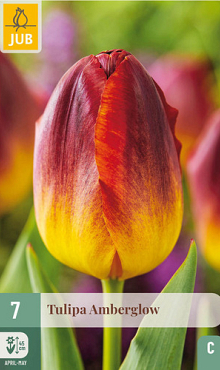 X   7 TULIPA AMBERGLOW 11/12