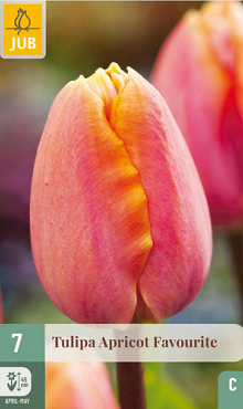 X   7 TULIPA APRICOT FAVOURITE 11/12