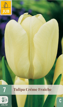 X   7 TULIPA CREME FRAICHE 11/12