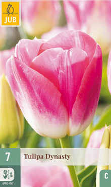 X   7 TULIPA DYNASTY 11/12