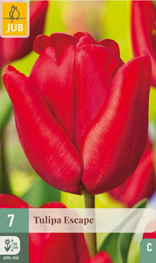 X   7 TULIPA ESCAPE 11/12
