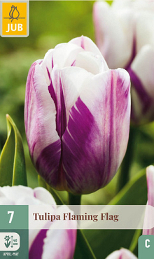 X   7 TULIPA FLAMING FLAG 11/12