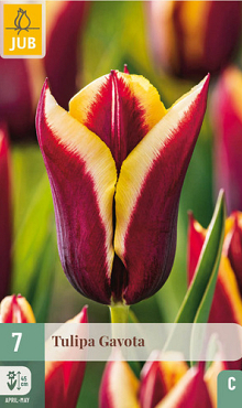 X   7 TULIPA GAVOTA 11/12