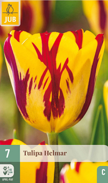 X   7 TULIPA HELMAR 11/12