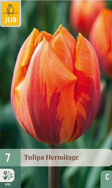 X   7 TULIPA HERMITAGE 10/11