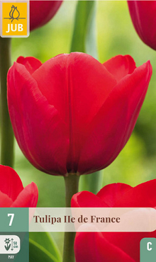 X   7 TULIPA ILE DE FRANCE 11/12