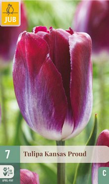 X   7 TULIPA KANSAS PROUD 11/12