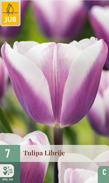 X   7 TULIPA LIBRIJE 11/12