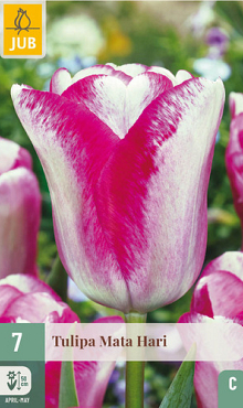 X   7 TULIPA MATA HARI 11/12