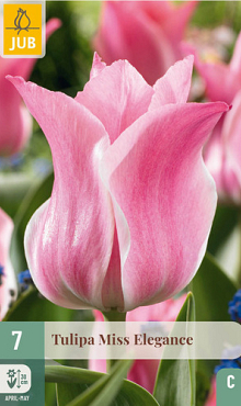 X   7 TULIPA MISS ELEGANCE 11/12