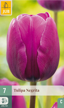 X   7 TULIPA NEGRITA 11/12