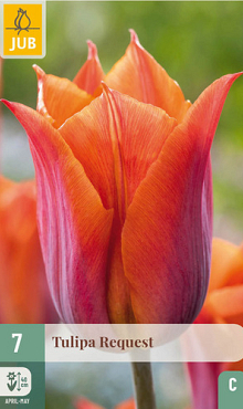 X   7 TULIPA REQUEST 11/12