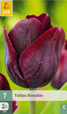 X   7 TULIPA RONALDO 11/12