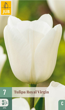 X   7 TULIPA ROYAL VIRGIN 11/12