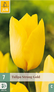 X   7 TULIPA STRONG GOLD 11/12