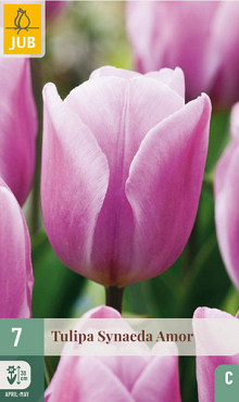 X   7 TULIPA SYNAEDA AMOR 11/12