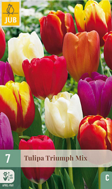 X   7 TULIPA TRIUMPH MIX 11/12