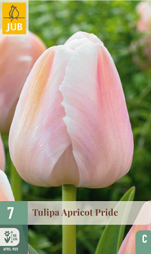 X   7 TULIPA APRICOT PRIDE 11/12