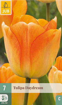 X   7 TULIPA DAYDREAM 11/12