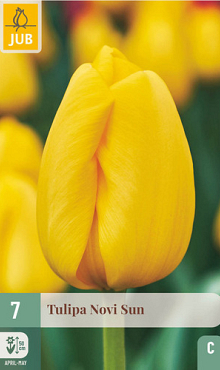 X   7 TULIPA NOVI SUN 11/12