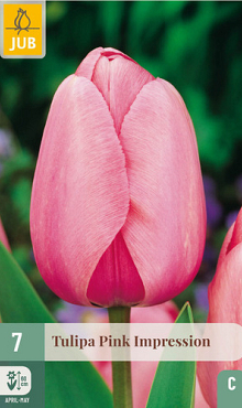 X   7 TULIPA PINK IMPRESSION 11/12