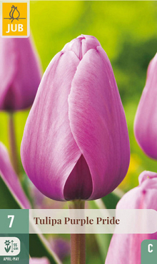 X   7 TULIPA PURPLE PRIDE 11/12