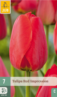 X   7 TULIPA RED IMPRESSION 11/12