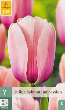 X   7 TULIPA SALMON IMPRESSION 11/12
