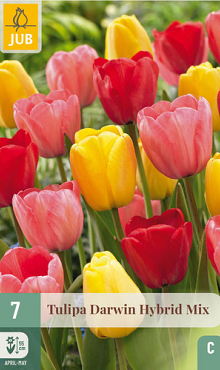 X   7 TULIPA DARWIN HYBRIDE MIX 11/12