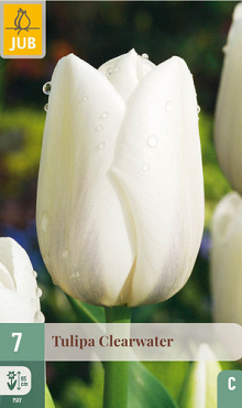 X   7 TULIPA CLEARWATER 11/12