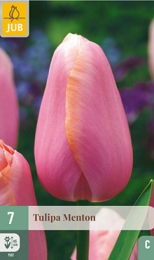 X   7 TULIPA MENTON 11/12