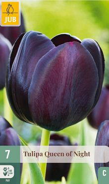 X   7 TULIPA QUEEN OF NIGHT 11/12