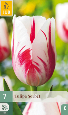 X   7 TULIPA SORBET 11/12