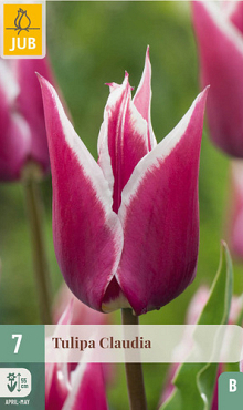 X   7 TULIPA CLAUDIA 11/12