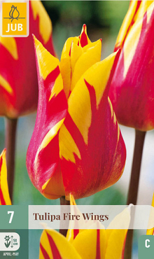 X   7 TULIPA FIRE WINGS 11/12