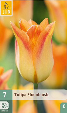 X   7 TULIPA MOONBLUSH 11/12