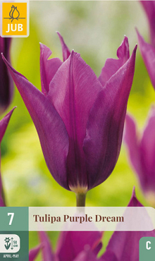 X   7 TULIPA PURPLE DREAM 11/12