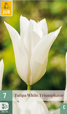 X   7 TULIPA WHITE TRIUMPHATOR 11/12