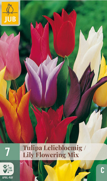 X   7 TULIPA LELIEBLOEMIG MIX 11/12